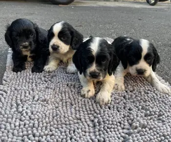 Cooker spaniel ambos sexos