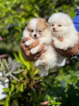 Pomerania ambos sexos