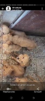 Golden retriever cachorros
