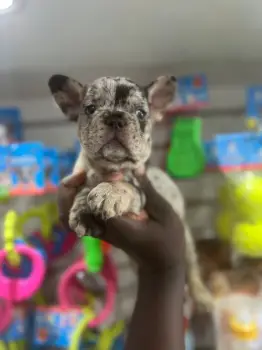 Oferta cachorro bulldog frances macho en santo domingo y vacuna al dia