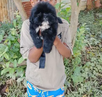 Oferta cachorro shih tzu macho en snato domingo y vacuna al dia