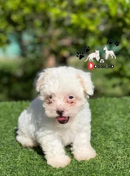 Maltipoo ambos sexos