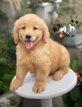 Golden retriever ambos sexos