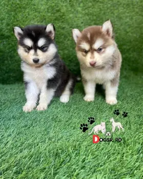 Husky siberiano ambos sexos