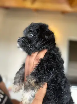 Oferta cachorro shipoo ambos sexo en santo domingo vacunados