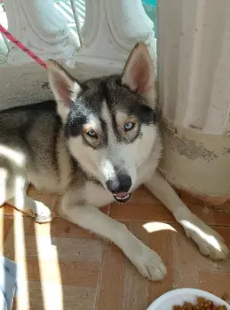 Huskyn siberiano  en san pedro de macorís