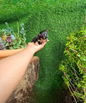 Oferta cachorro chihuahua macho en santo domingo con sus vacuna