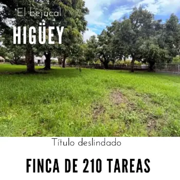 Finca de 210 tareas con vocación agrícola y ganadera en higey