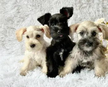Schnauzer ambos sexos