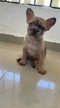 Oferta cachorro bulldog frances macho fawn merle se entrega con todo a