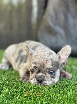 Oferta cachorro bulldog frances hembra merle y fawn  entrega con todo