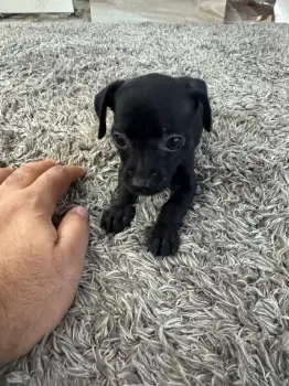 Oferta cachorro chihuahua macho en santo domingo con sus vacuna