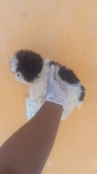 Oferta cachorro shih tzu ambos sexo en santo domingo y vacunado