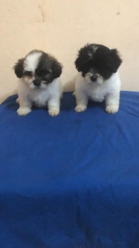 Oferta cachorro maltipoo hembra en santo domingo y vacuna al dia