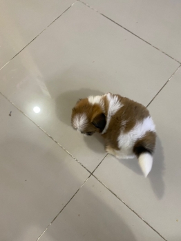 Oferta cachorro shih tzu hembra en santo domingo y vacuna al dia