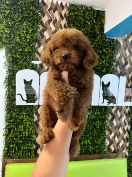 Oferta cachorro golendoodle  macho en santo domingo y se entrega con t