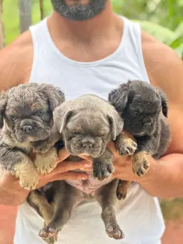 Bulldog fluffy ambos sexos