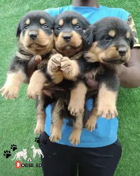 Rottweiler ambos sexos