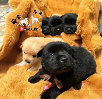 Chow chow ambos sexos