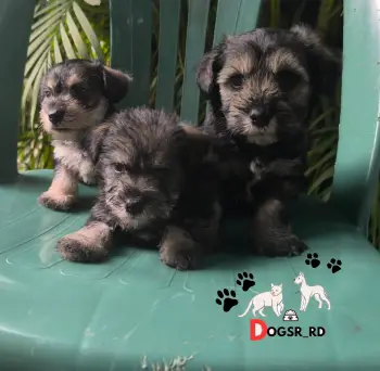 Schnauzer ambos sexos