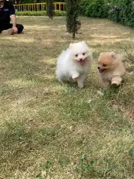 Pomerania ambos sexos