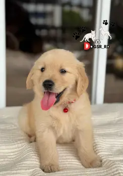 Golden retriever ambos sexos
