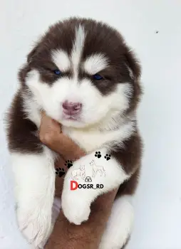 Husky siberiano ambos sexos