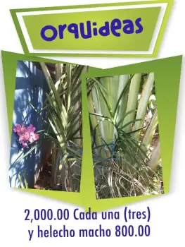 Orquídeas 2k cada una