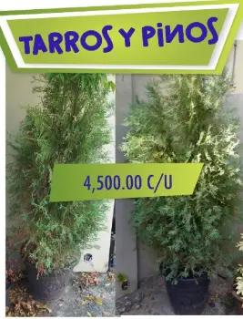 Tarro pricesmart plastico  con pino 4500 cada uno