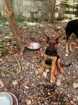 Oferta cachorro pastor aleman ambos sexo en santo domingo y vacunados