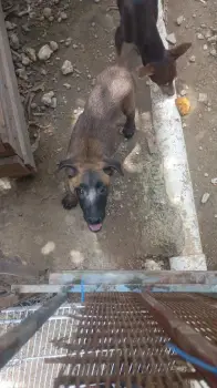 Oferta cachorro pastor belga malinois hembra en santo domingo