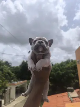 Oferta cachorro bullldog frances hembra en santo domingo  y vacunado