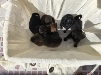 Oferta cachorro chihuahua mariposa ambos sexo en santo domingo con tod