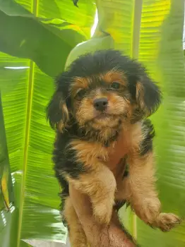 Oferta cachorro mix yorkie con chihuahua mariposa hembra en santo domi
