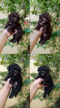 Poodle toy ambos sexos