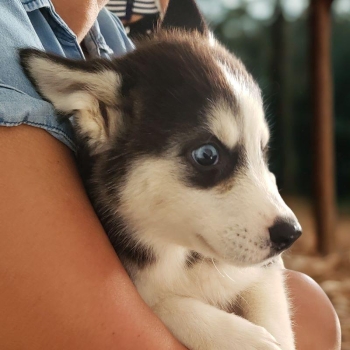 Husky siberiano