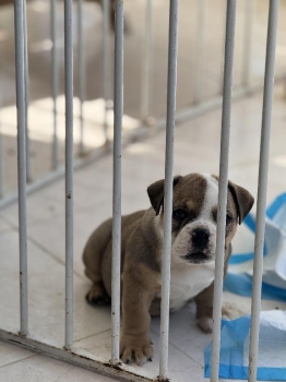 Bulldog inglés hembra