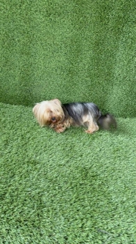 Yorkie terrier