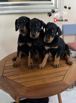 Doberman ambos sexos