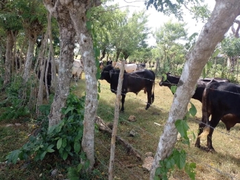 Finca en los yayales de nagua barata título deslindado a 68 por tarea