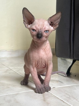 Gatos esfinges ambos sexos