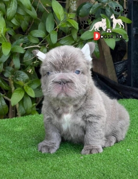 Bulldog fluffy ambos sexos