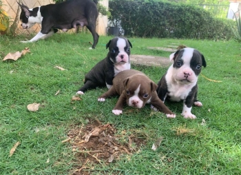 Boston terrier ambos sexos