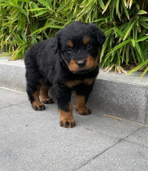 Rottweiler ambos sexos