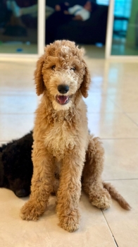 Poodle gigantes ambos sexos