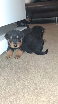 Cachorros rottweiler
