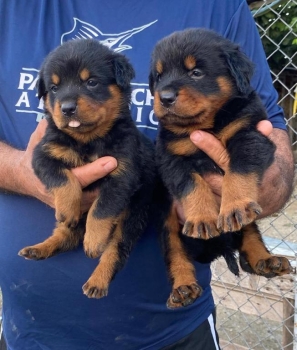 Rottweiler ambos sexos