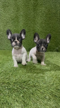 Bulldog francÉs