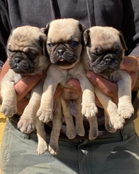 Pug ambos sexos