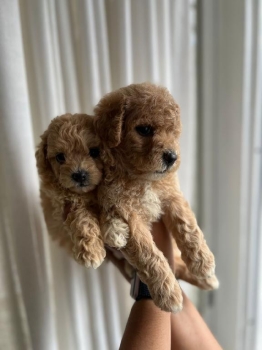Poodle toy ambos sexos